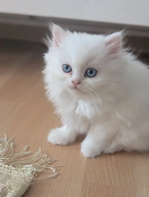 Eine schneeweiße Babykatze mit blauen Augen sucht ein neues Zuhause 