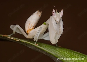 Orchideenmantis, Hymenopus coronatus, ca. 1 cm