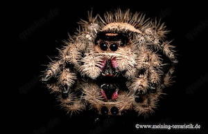 Phidippus regius, Nord Florida Springspinne, 3-4 mm, FH 3