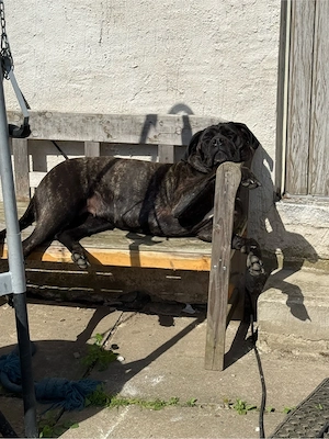 cane corso dame
