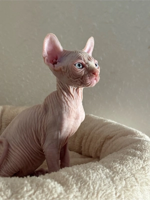Sphynx Jungs, Elf sphynx , Abgabebereit