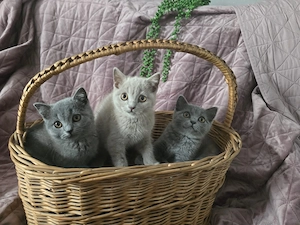Verkaufen 2 junge und 1 Mädchen Britischen Katzen