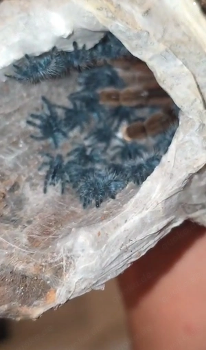 Caribena Versicolor FH2 Slings