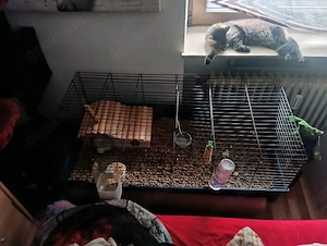 süßes Hase Mädchen 