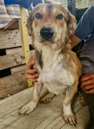 Leroy, ein sanfter kleiner Schatz sucht sein großes Glück.   