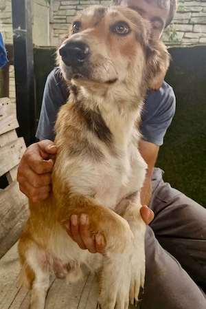 Leroy, ein sanfter kleiner Schatz sucht sein großes Glück.   