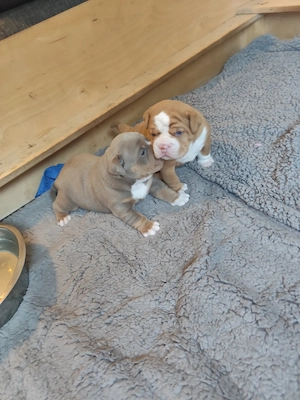 Wurfankündigung exklusiver Old English Bulldogs 