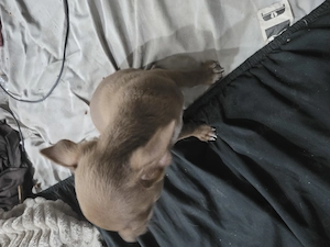 Chihuahua Welpe Rüde sucht ein Zuhause 