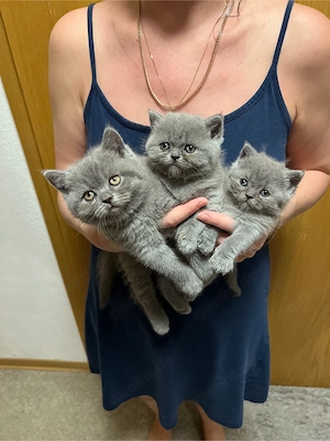 BKH kitten katze