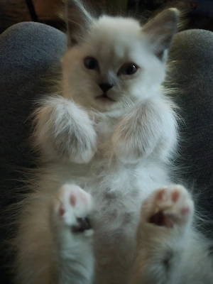 Zwei kitten suchen noch ein Zuhause 