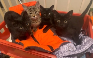 4 katzenbabys abzugeben (drei weibchen, ein männchen)