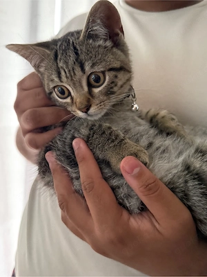 Britisch Kurzhaar (BKH) Kitten sucht ein liebevolles Zuhause