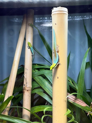 Wegen Umzug Blauer Bambus Taggecko (Phelsuma Klemmeris)0.2.0 abzugeben