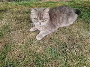 Reinrassige BKH  Katzen 