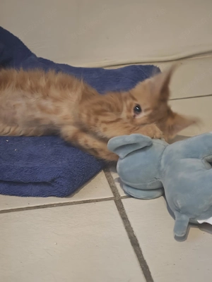 Mainecoon (Red Tabby) Kater 