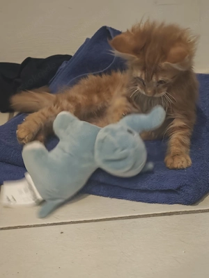 Mainecoon Junge Red Tabby