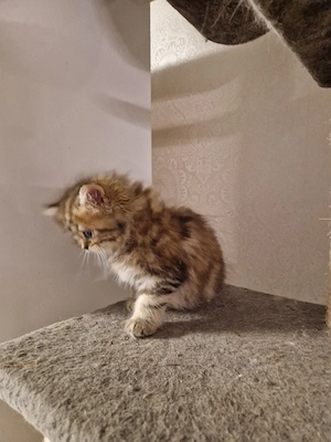 Reinrassige BKH  und Blh Kitten 