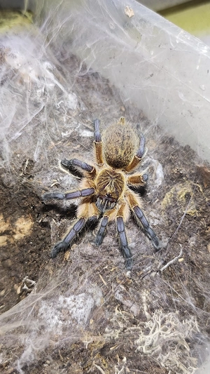 Vogelspinnen Lasiodora Harpactira Tliltocatl Grammostola Chilobrachys