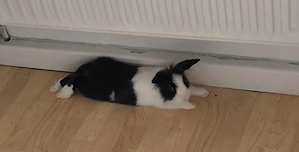 Zwergkaninchen abzugeben 