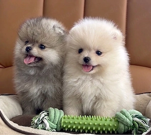 Zwergspitz pomeranian welpen mit Stammbaum