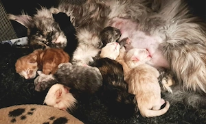 Wir haben Maine Coon Kitten (geboren 11.07.2026) in bunter Farbvielfalt