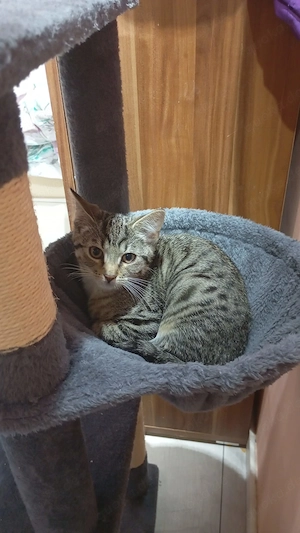 Babykatze 16 Wochen sucht liebevolles Zuhause 