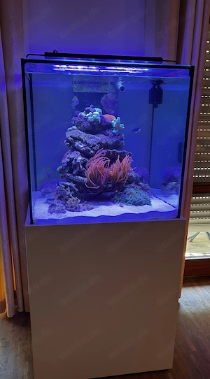 Meerwasser-Aquarium mit Bestand 