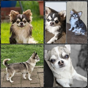Typvoller kleiner Kurzhaar Chihuahua Rüde mit Ahnentafel  Bild 5