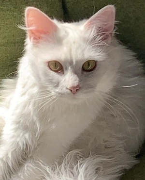 Norwegische Waldkatze