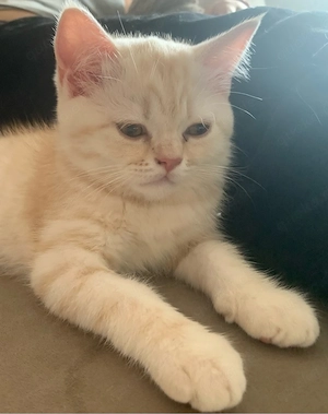 Nur noch ein BKH Kater zu haben