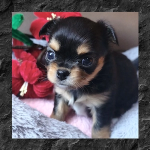 Typvolle Langhaar Chihuahuas mit Ahnentafel 