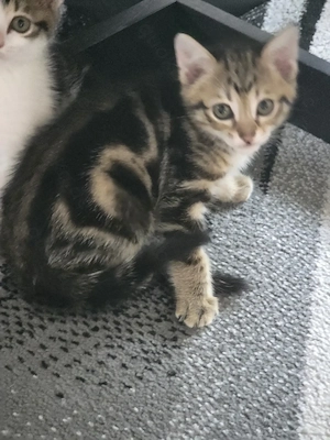 Katzenbabys Kätzchen 