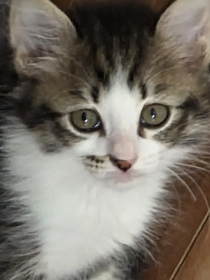 Katzenbabys Kätzchen 