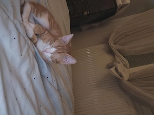 Baby katze zum verkaufen