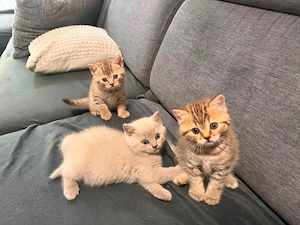 BKH Kitten