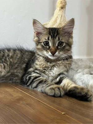 Mix-Kitten suchen ein liebevolles Zuhause