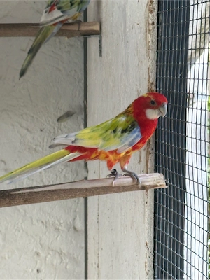 Rosella Sittich Paar  Bild 2