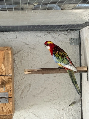 Rosella Sittich Paar  Bild 4