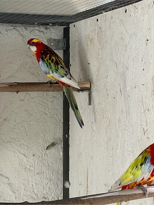 Rosella Sittich Paar  Bild 5