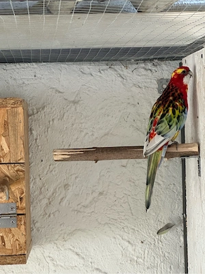 Rosella Sittich Paar  Bild 3