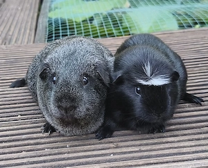 Meerschweinchen, Paar