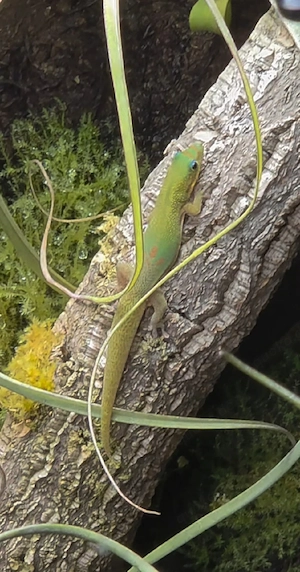 Goldstaub-Taggecko Phelsuma laticauda 0.1.
