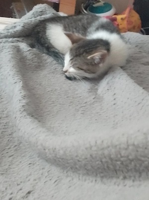  2 kitten abzugeben 