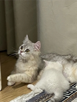 Hauskatzen 