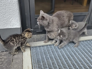 Zuckersüße Kitten