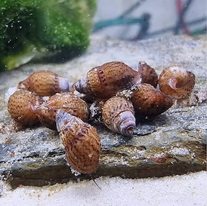 Genoppte Turmdeckelschnecken   TDS   Aquarium   Fische 