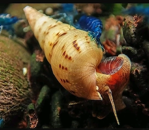 Indische Turmdeckelschnecken   TDS   Aquarium   Fische 
