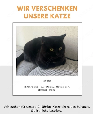 kater rasha zu verschenken