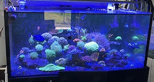 Meerwasser Beckenauflösung Fische und Korallen gesucht 