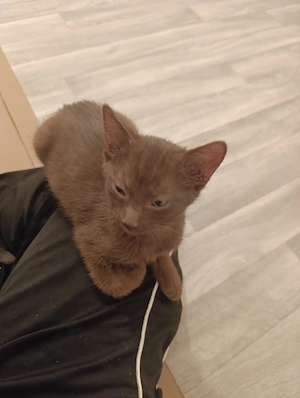 babykatzen abgabebereit 